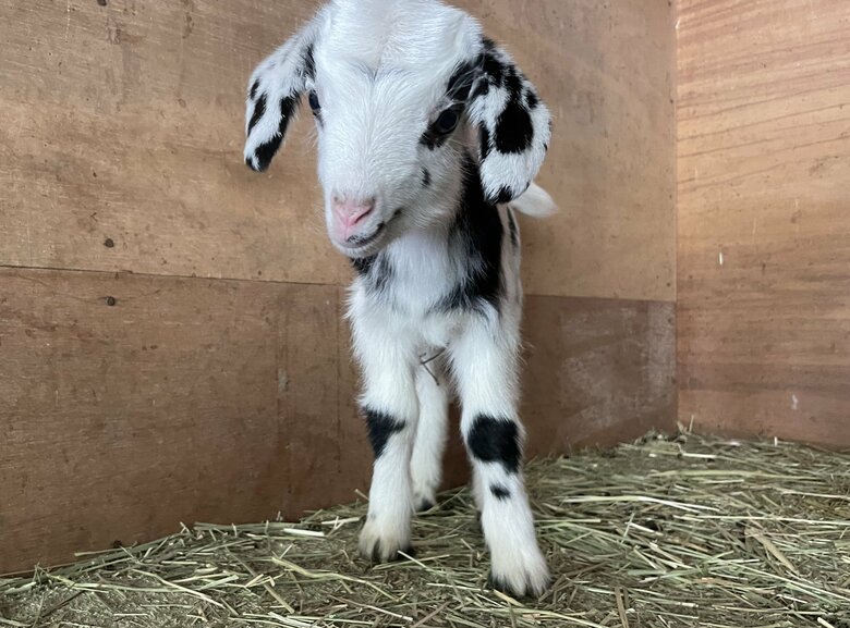 むつざわヤギ牧場の子ヤギ