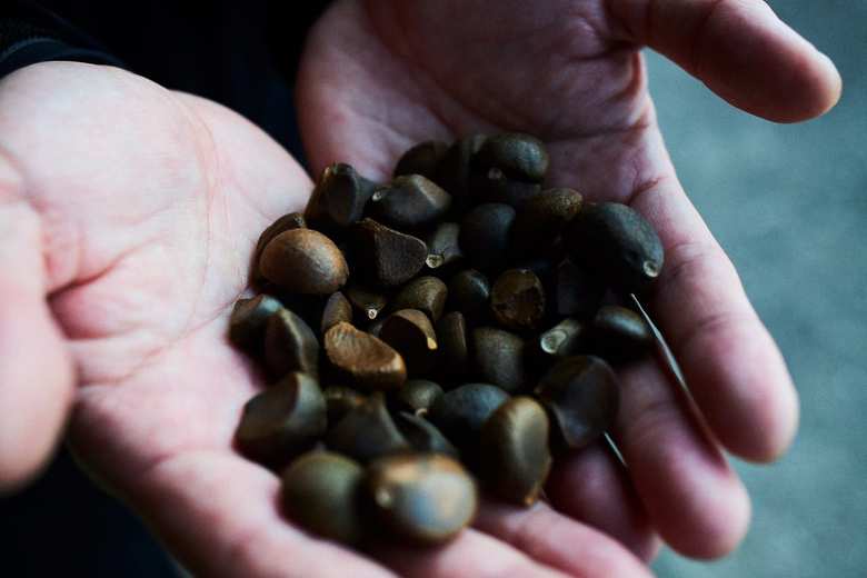 加唐島のヤブ椿の実