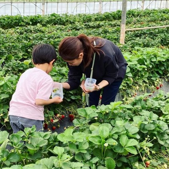 イチゴ狩りを楽しむ近藤さん親子