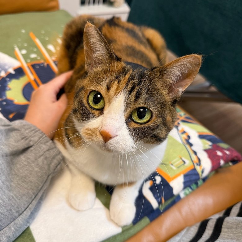 愛猫のめいちゃん。独身時代から生活をともにする大切な存在