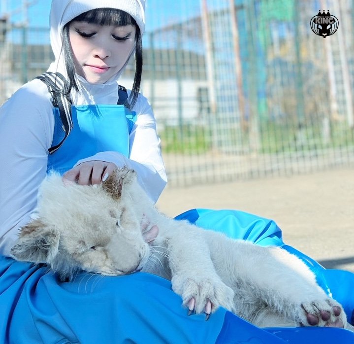 飼っているホワイトライオンのKINGくん