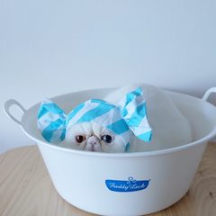 キュートすぎる「＃ひょっこりにゃん」の世界に悶絶