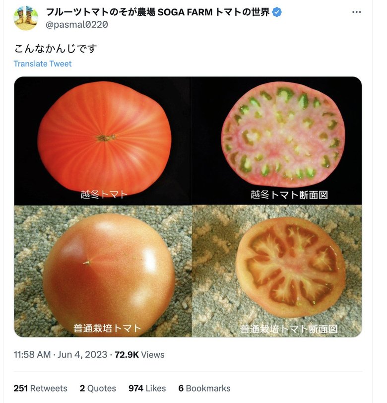 越冬トマトと普通栽培トマトの断面図の違い