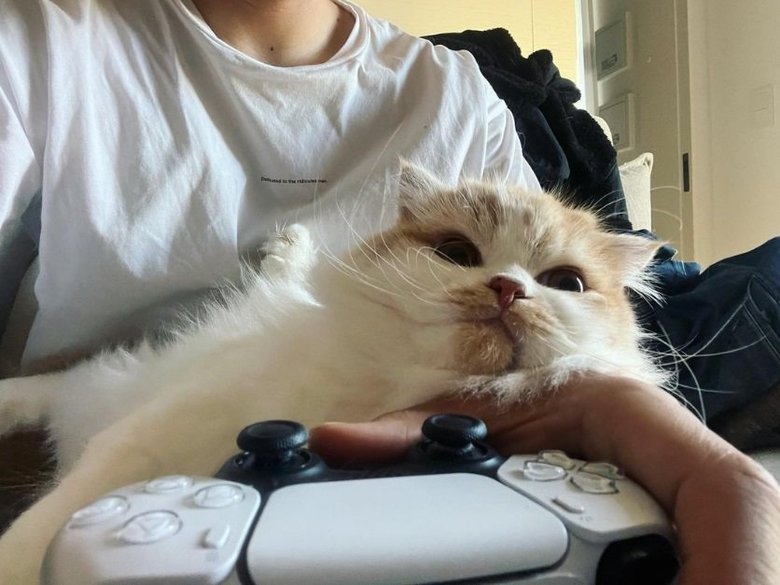 愛猫の1匹、リオンを膝の上に座らせてゲームをする前田さん