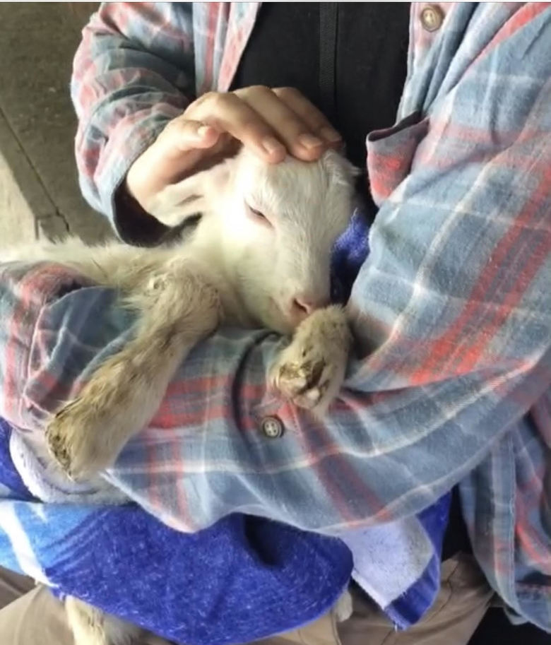 むつざわヤギ牧場で抱っこ体験