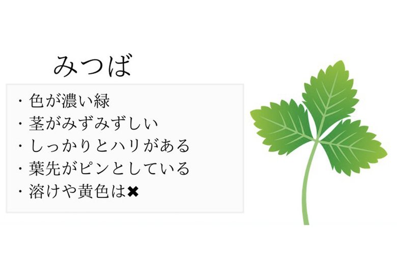 おいしいみつばの見分け方