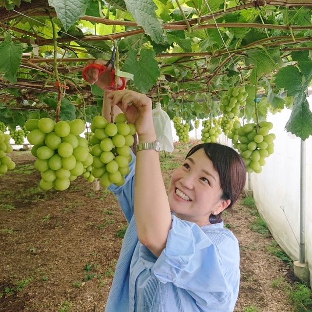 シャインマスカットを収穫中。「やまなし大使」も務めている