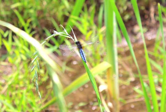 青い尻尾が特徴的なハラビロトンボ