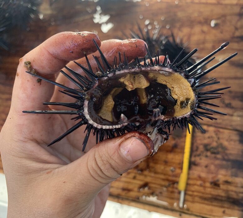 漁で獲ったウニを加工する