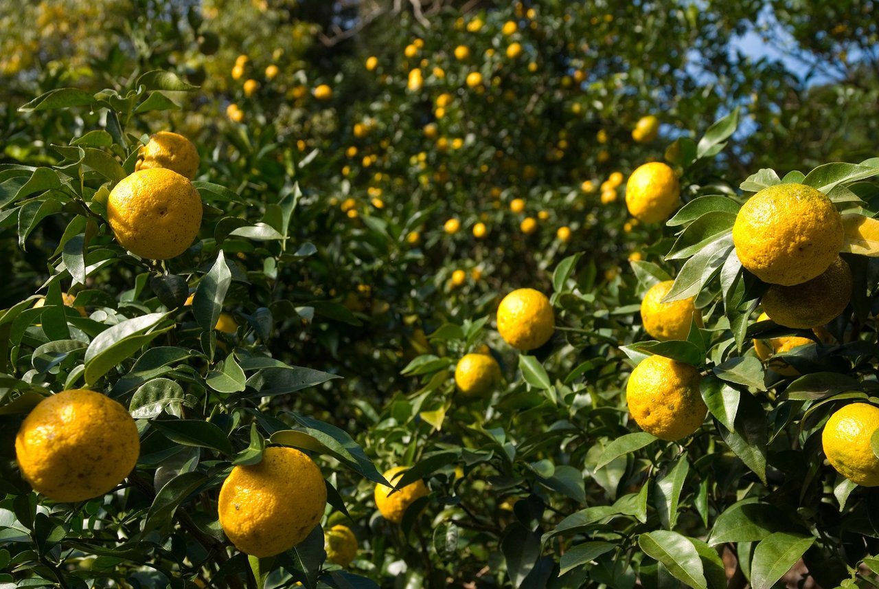 yuzu
