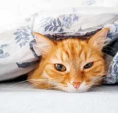 マツコさんも虜に!?自由気ままなネコを最高に可愛く撮影するテクニック