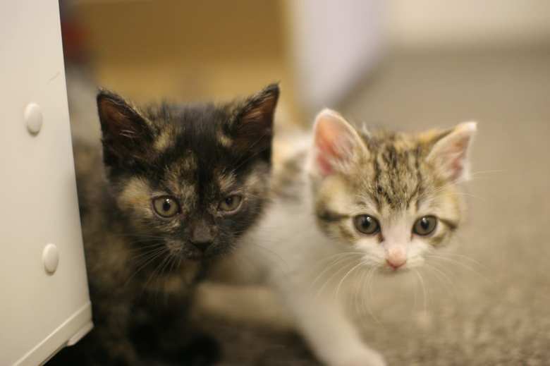 「V」と「うめ」が初出勤した時の様子。