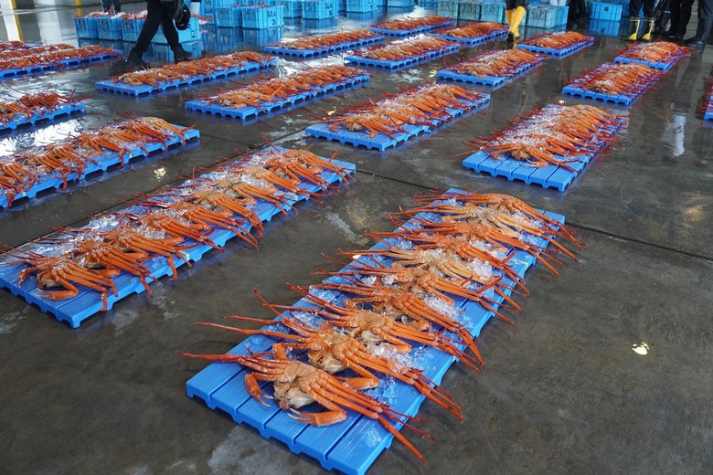 立派なベニズワイガニ！（写真提供／射水市）