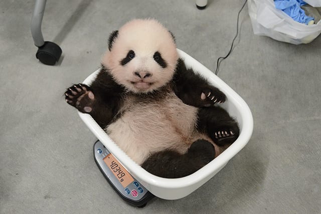 生後75日のシャオシャオ 2021年9月６日撮影