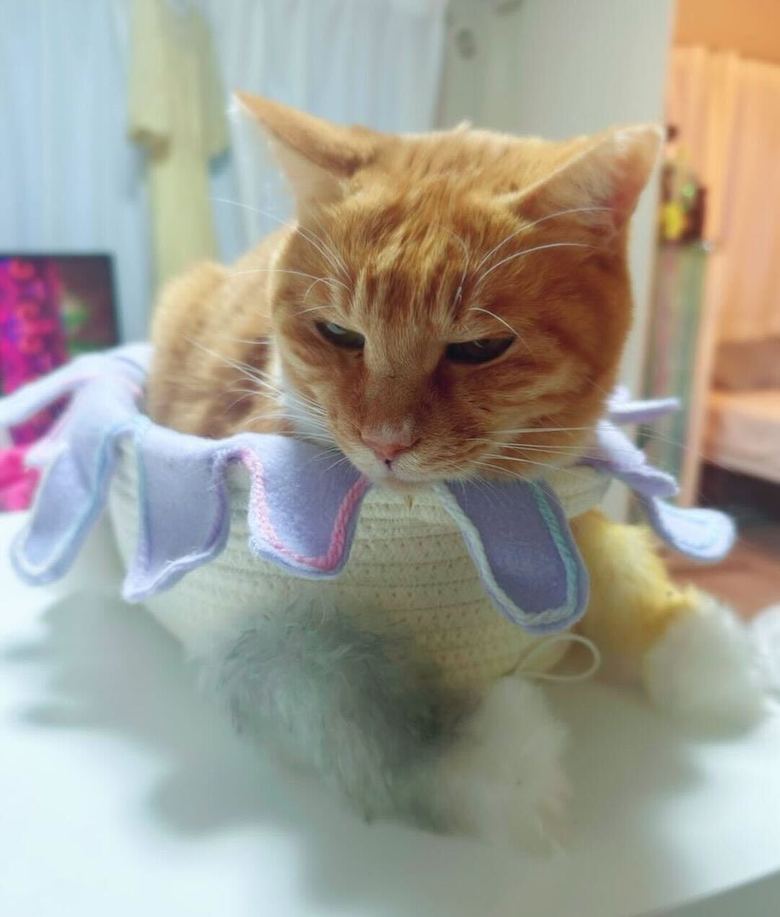 アンゴラ村長さんの愛猫・菊次郎（アンゴラ村長Instagramより）