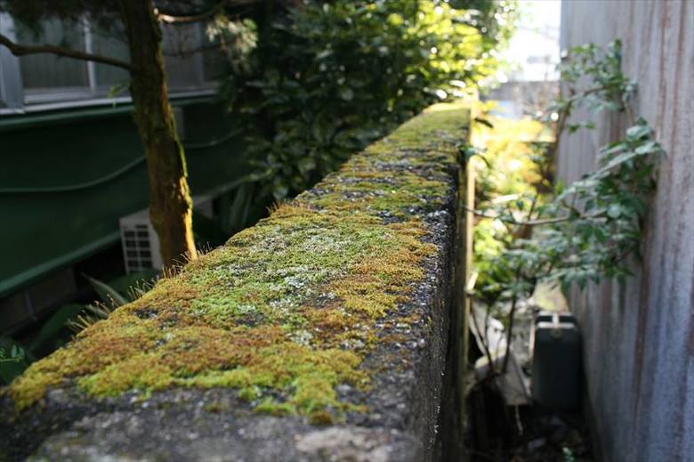 コンクリート塀のコケたち