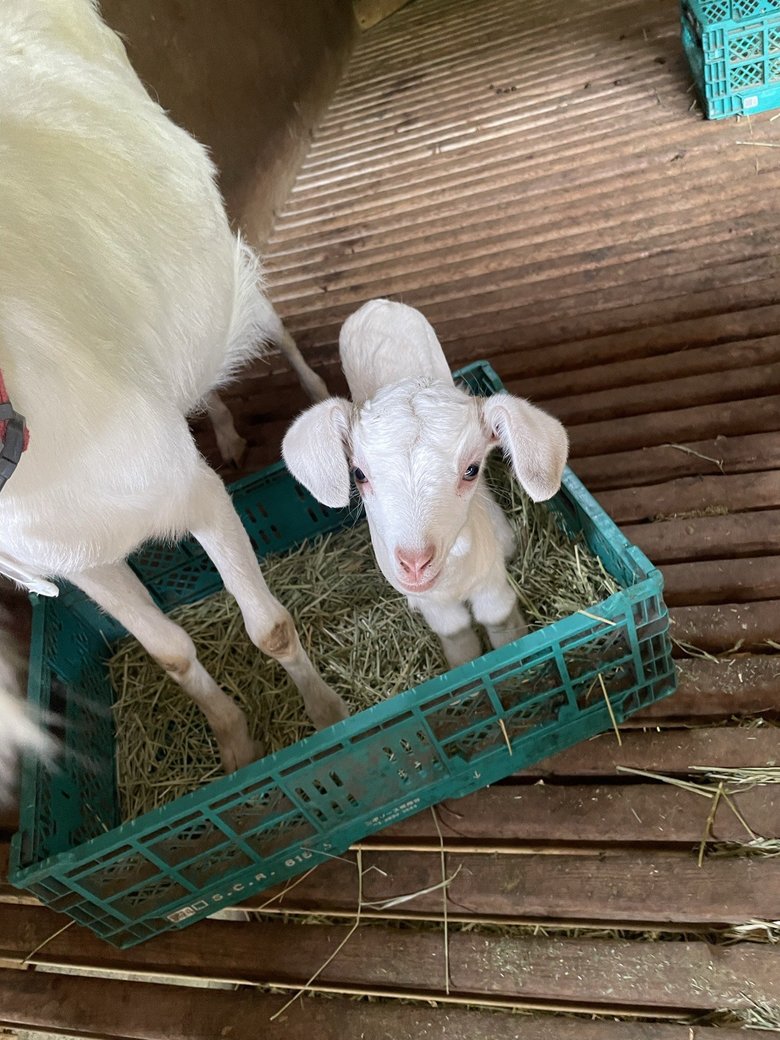 むつざわヤギ牧場のヤギ