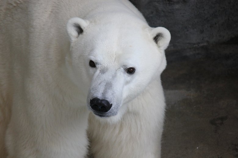 水族館の人気者・ホッキョクグマの豪太