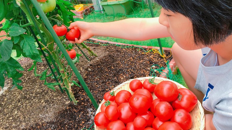 畑で大量のトマトを収穫！