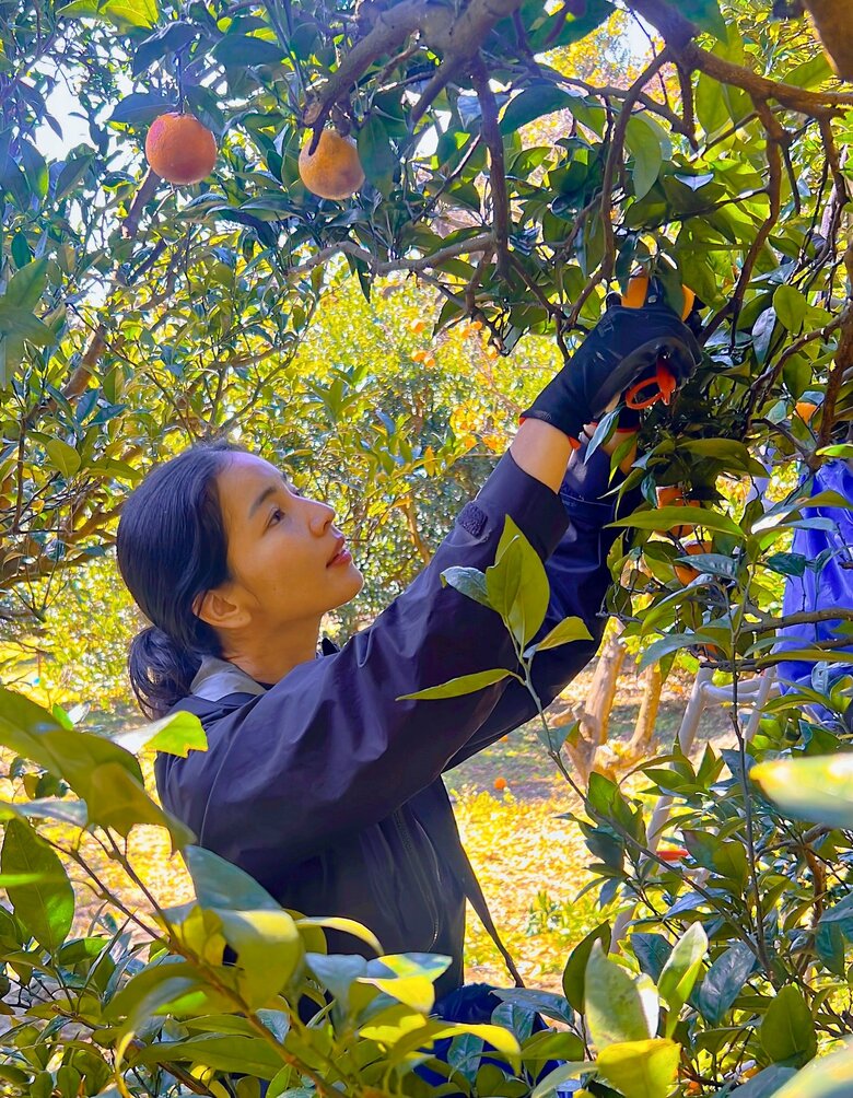 屋久島で近所で仲良くなった、たんかん農家さんのお手伝い