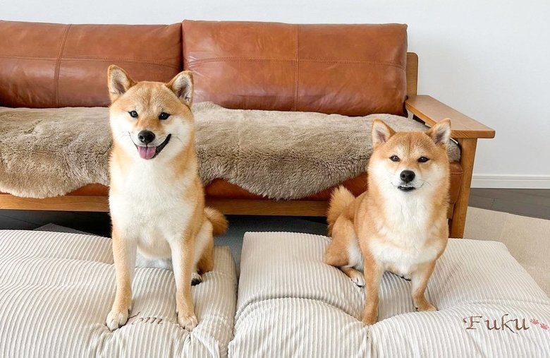 それぞれの名前の刺繍が入ったクッションにうれしそうな福ちゃん（右）と富くん