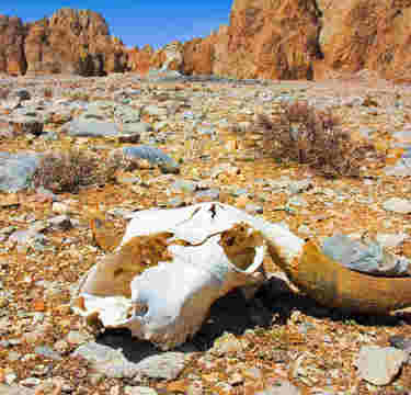 恋が原因で絶滅!? ある生物が地球から消えた悲しすぎる理由