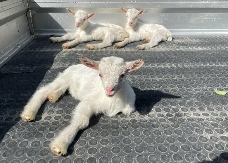 むつざわヤギ牧場のヤギたち