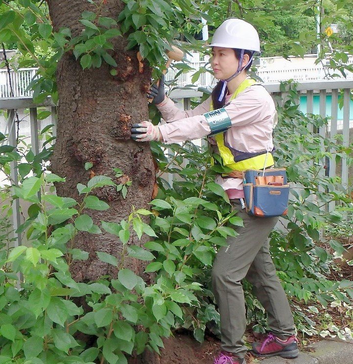 街路樹の診断をする樹木医みずほさん