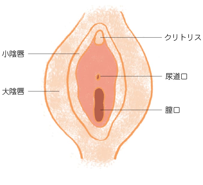 女性ホルモンが十分にある女性の外陰部は、ふっくらとしてハリがあり、サイズも大きい。