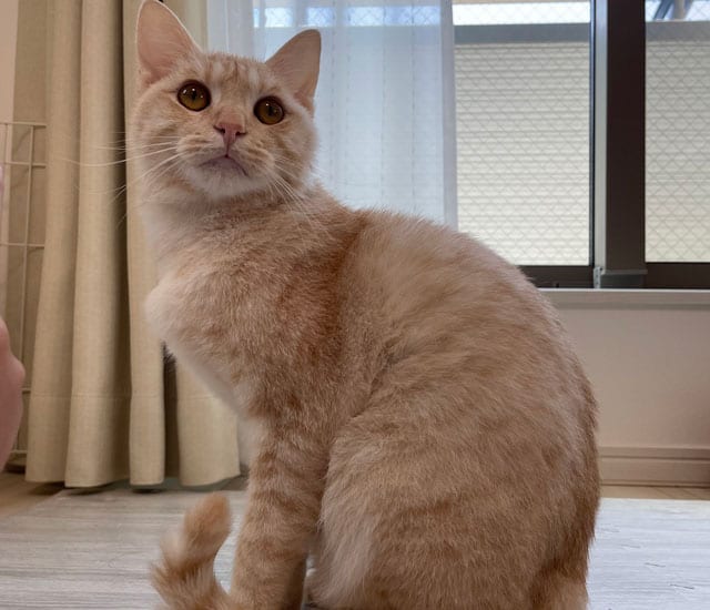 里親に預けられたホープくん