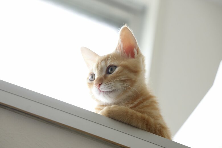 ペットはドアや窓が開くタイミングなど、飼い主の様子をよく見ているという