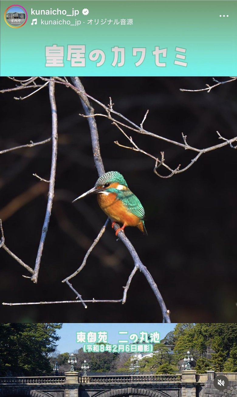 皇居内ではカワセミも見られるのだそう