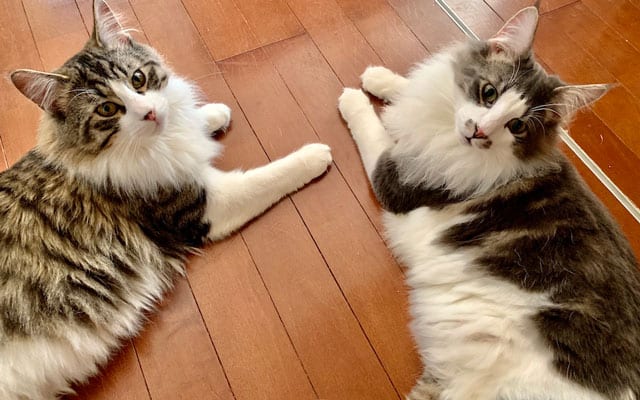 サラさんがもともと飼っていた猫