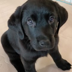 「犬に触ったこともなかった」家族が盲導犬候補の子犬を育てた“10か月の幸福感”