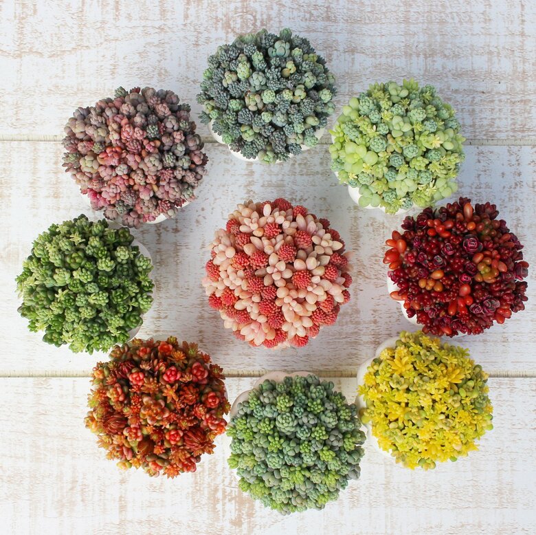 【いつまでも眺めていたくなる！ちまちま寄せ5選】9個の鉢のカラーに合わせたワントーン寄せ