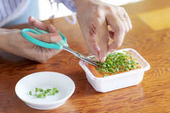 スポンジだけで水耕栽培！自宅でバジルを育ててみよう