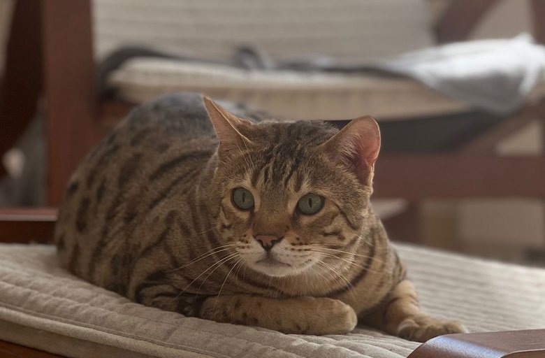 おりょうさんの愛猫