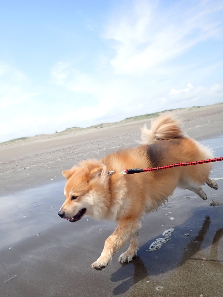 海辺では夏だ！海だ！とおおはしゃぎ