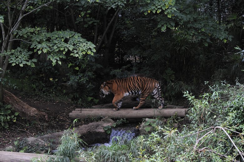 ▲よこはま動物園ズーラシアのスマトラトラ（写真提供：今泉忠明先生）