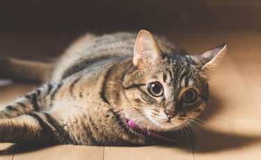 キュートすぎる証明書!?神奈川県の「猫民カード」に「何度も見返しちゃう」