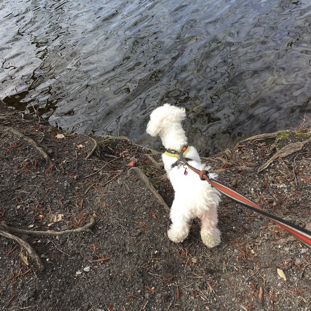 小川糸さん公式サイト：「糸通信」より。