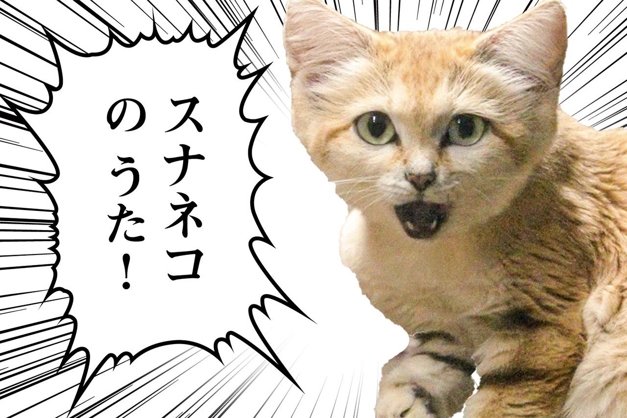 瞬く間に100万再生を記録した「スナネコのうた」(写真:那須どうぶつ王国Youtube「スナネコのうた Official MV」より)