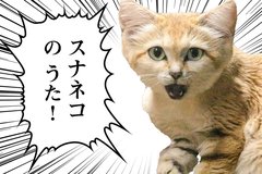 那須どうぶつ王国「スナネコのうた」が1か月で100万回再生「ナナナナ砂漠の天使」