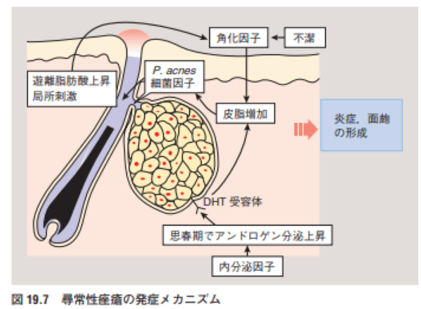 引用：あたらしい皮膚科学第３版　図19.7
