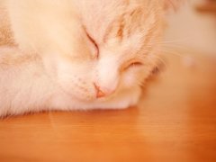 お昼寝は社会人にも効果的！仕事の能率アップのためのお昼寝術とは