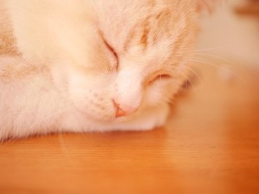 お昼寝は社会人にも効果的！仕事の能率アップのためのお昼寝術とは