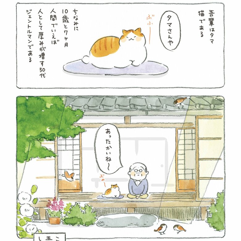 妻に先立たれた大吉じいさんと飼い猫・タマの何気ない日常を描いた、ノスタルジーを感じさせる作品　『ねことじいちゃん』1巻2話（KADOKAWA）より　(C)ねこまき