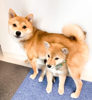 豆柴の福ちゃんをくぐれるほど富くんは小さかったけれど…