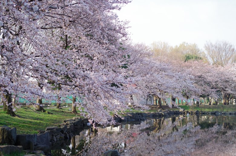 見沼田んぼの桜回廊（6/7）