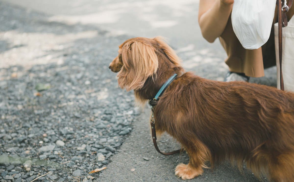 犬の散歩中に話しかけてくる人をウザいと思う私は心が狭いのか Chanto Web